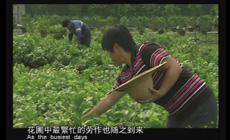 大呉勝壌―虎丘　茉莉花弁 Da Wu Sheng RangーHu Qiu intoroductionJasmine Hower in Blossom